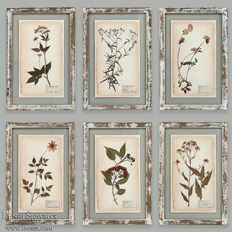 Set of 6 Botanical Prints in Rustic Distressed Painted Frames