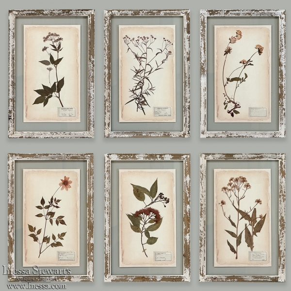 Set of 6 Botanical Prints in Rustic Distressed Painted Frames