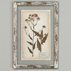 Set of 6 Botanical Prints in Rustic Distressed Painted Frames