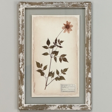 Set of 6 Botanical Prints in Rustic Distressed Painted Frames