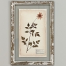 Set of 6 Botanical Prints in Rustic Distressed Painted Frames