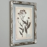 Set of 6 Botanical Prints in Rustic Distressed Painted Frames